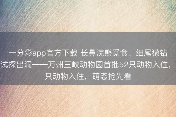 一分彩app官方下載 長(zhǎng)鼻浣熊覓食、細(xì)尾獴鉆洞、土撥鼠試探出洞——萬州三峽動(dòng)物園首批52只動(dòng)物入住，萌態(tài)搶先看